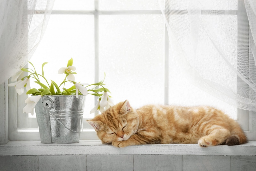 shutterstock_429043852.jpg